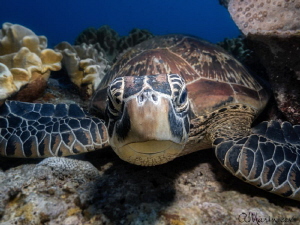 Green Sea Turtle, Apo Island by Aleksandr Marinicev 